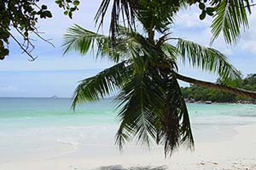 ILE DES PALMES - Praslin